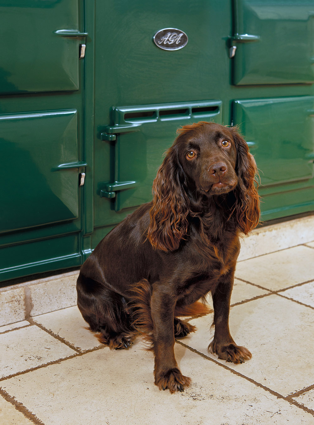 Dog by the AGA