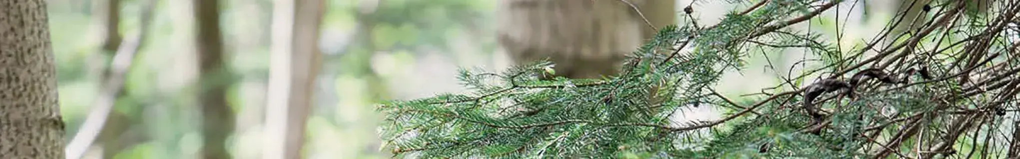 Foliage 